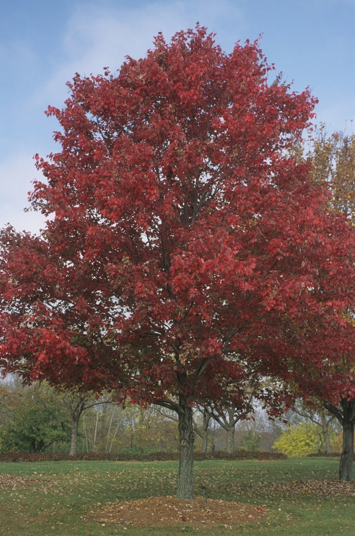 Scarlet Red Maple - Acer rubrum from Miller Landscaping Supply