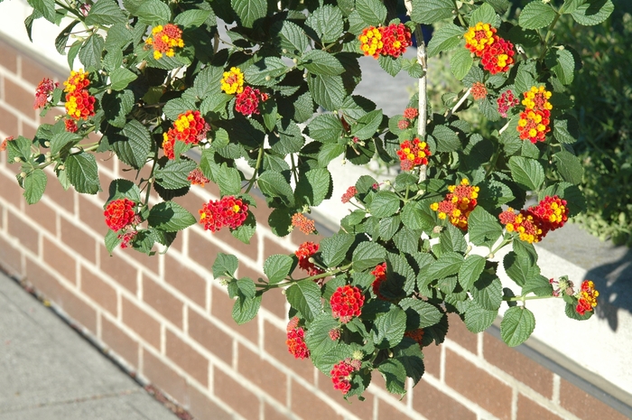 'Miss Huff' - Lantana camara from Miller Landscaping Supply
