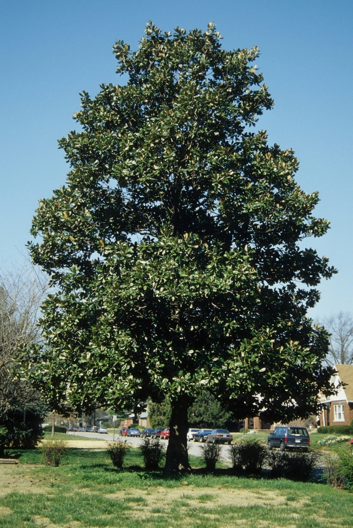 Magnolia grandiflora | Southern Magnolia | Miller Landscaping Supply