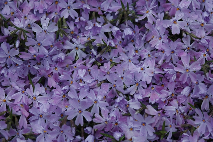'Emerald Blue' Creeping Phlox - Phlox subulata from Miller Landscaping Supply