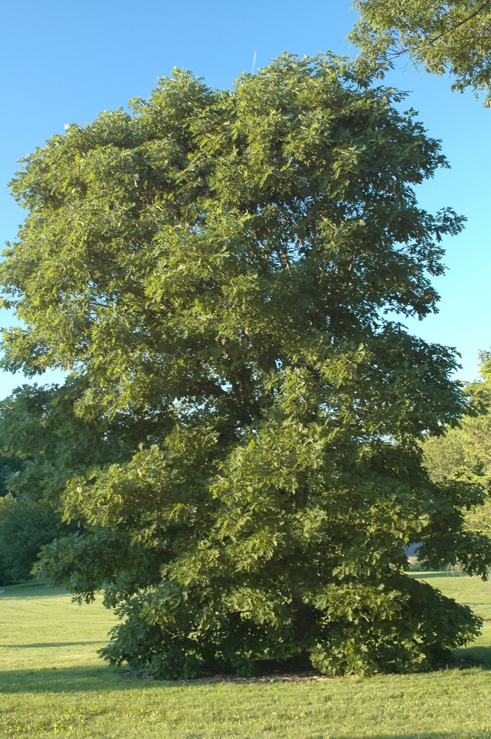 White Oak - Quercus alba from Miller Landscaping Supply