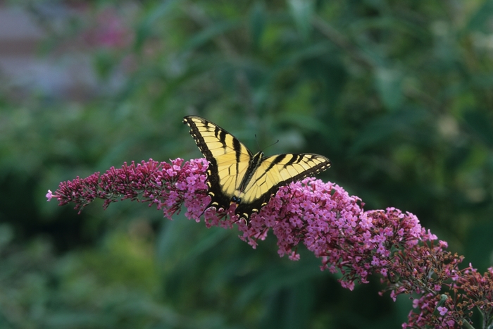 'Pink Delight' Butterfly Bush - Buddleia from Miller Landscaping Supply