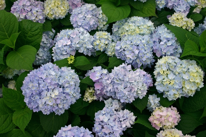 'The Original' Bigleaf Hydrangea - Hydrangea macrophylla from Miller Landscaping Supply