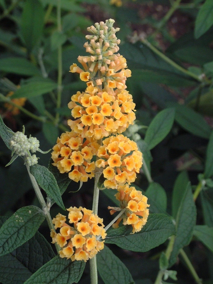 'Honeycomb' Butterfly Bush - Buddleia x weyeriana from Miller Landscaping Supply