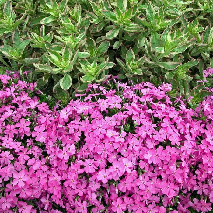 'Fort Hill' Creeping Phlox - Phlox subulata from Miller Landscaping Supply