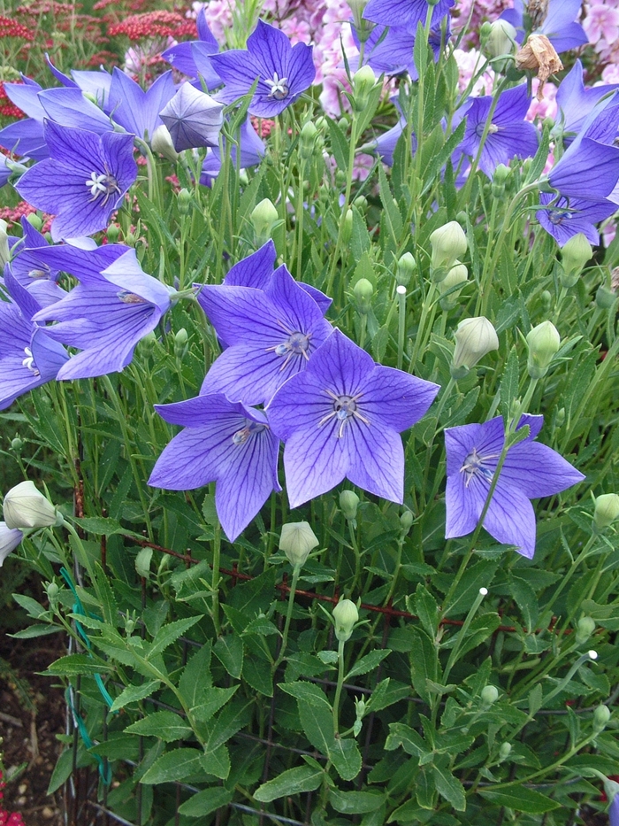 'Fuji Blue' Balloon Flower - Platycodon grandiflorus from Miller Landscaping Supply