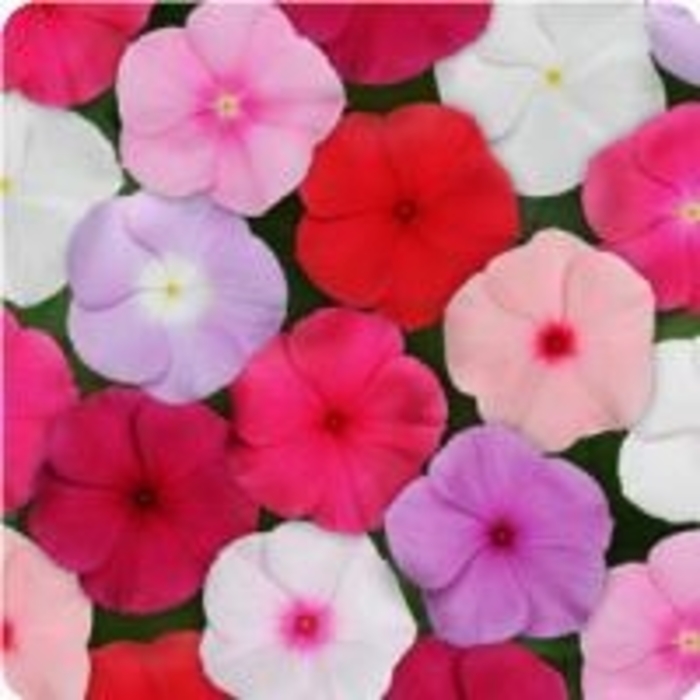 Nirvana® ''White'' - Catharanthus roseus (Annual Vinca; Periwinkle) from Miller Landscaping Supply