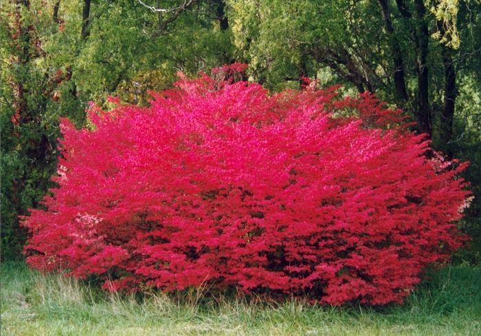 Burning Bush - Euonymus from Miller Landscaping Supply