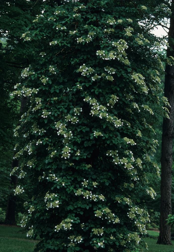 Climbing Hydrangea - Hydrangea anomala petiolaris from Miller Landscaping Supply