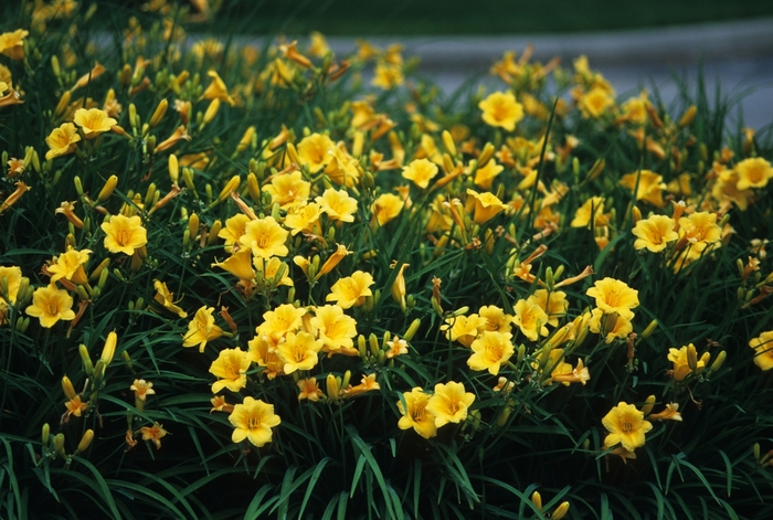 'Stella d' Oro' - Hemerocallis (Daylily) from Miller Landscaping Supply