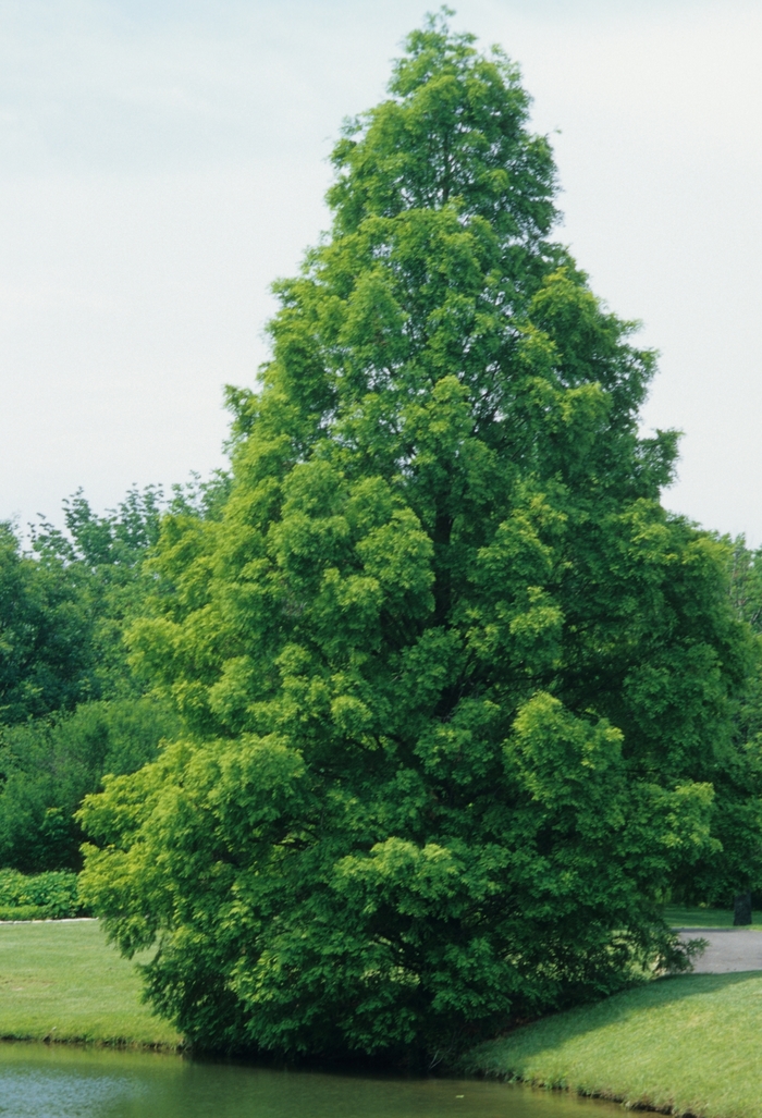 Dawn Redwood - Metasequoia glyptostroboides from Miller Landscaping Supply