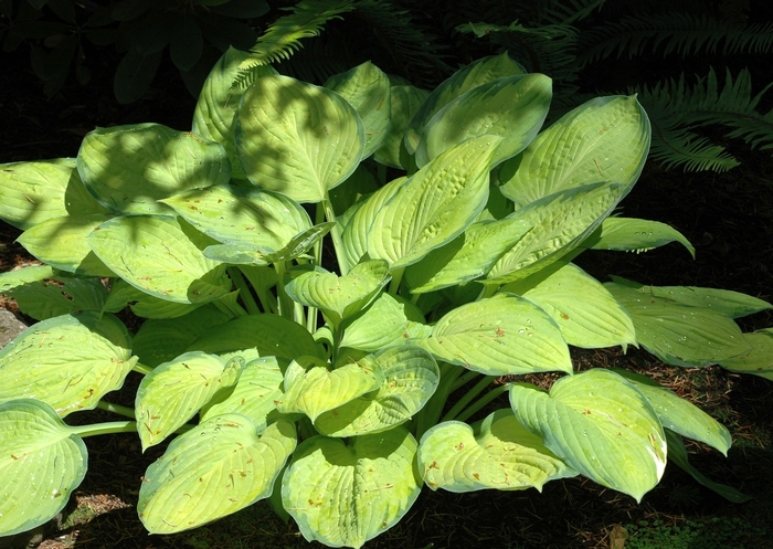 'Gold Standard' Hosta, Plantain Lily - Hosta from Miller Landscaping Supply