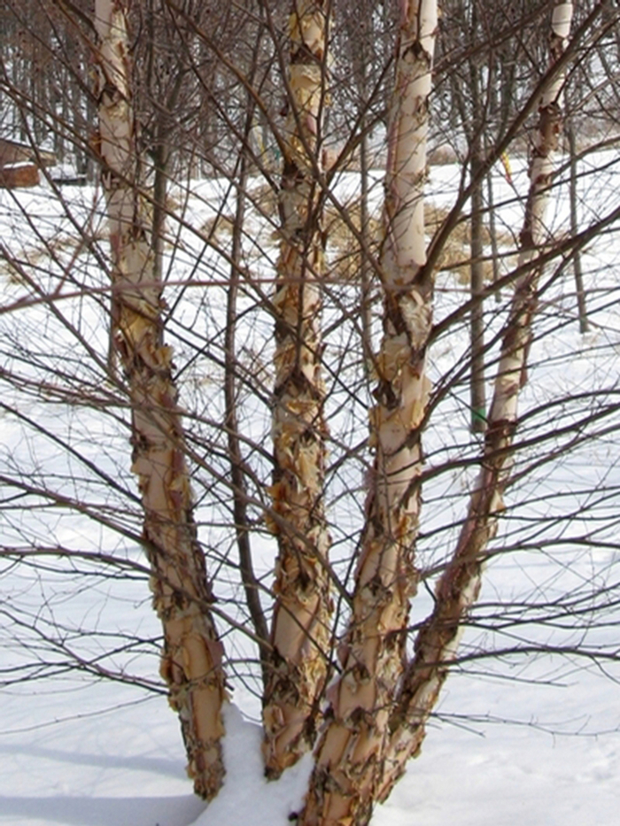 'Heritage®' River Birch - Betula nigra from Miller Landscaping Supply