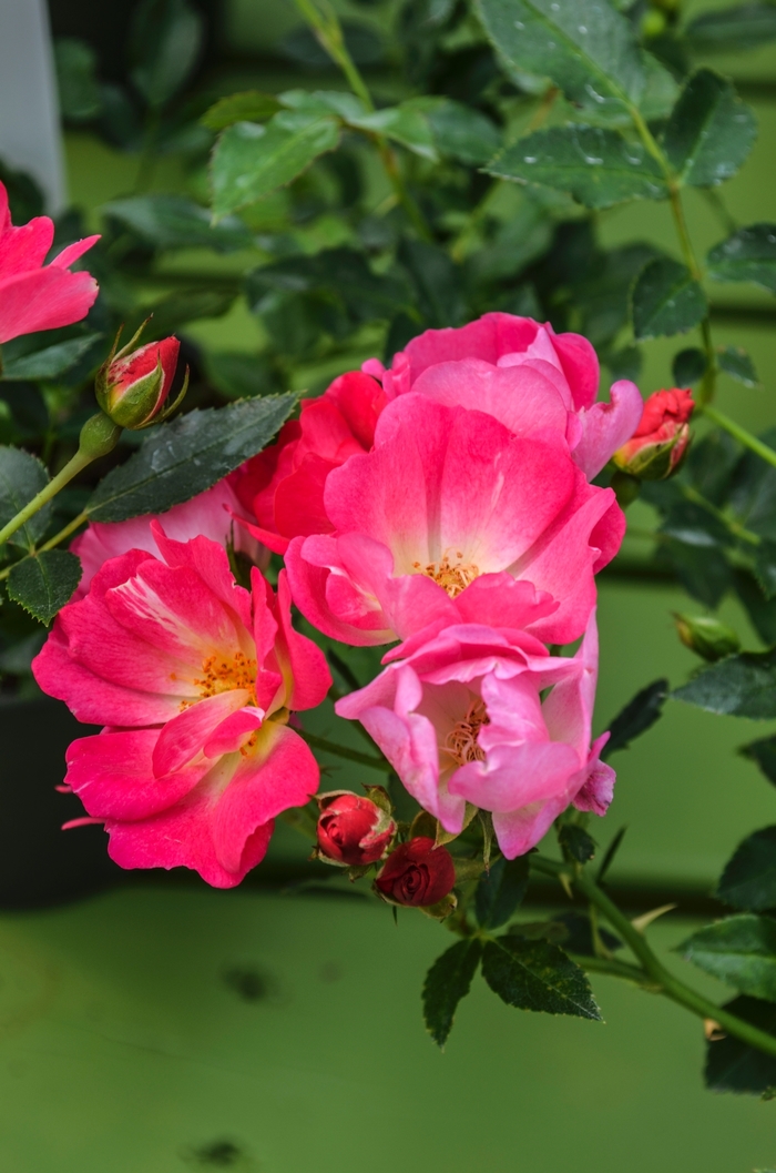 'Pink Drift®' Rose - Rosa from Miller Landscaping Supply