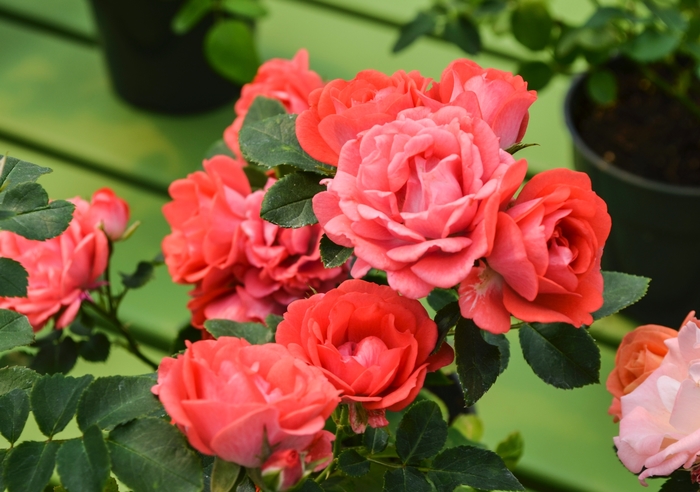 'Coral Drift®' Rose - Rosa from Miller Landscaping Supply