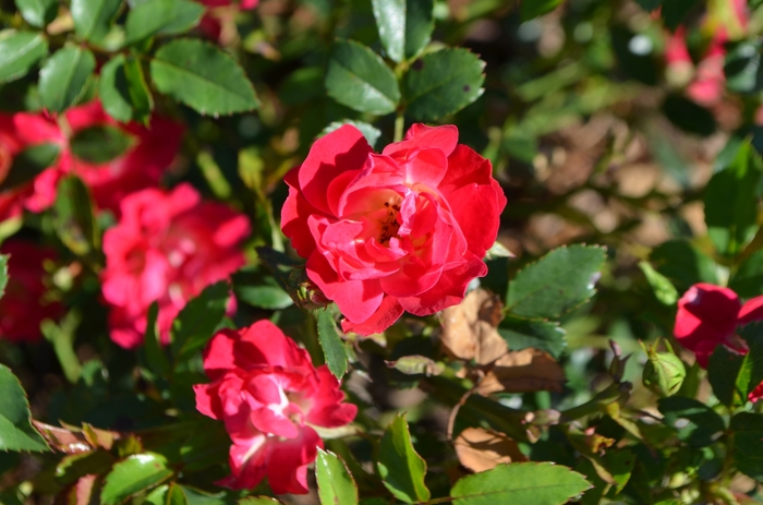 'Red Drift®' Rose - Rosa from Miller Landscaping Supply