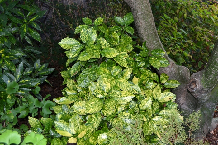 'Goldilocks' Variegated Japanese Aucuba - Aucuba japonica from Miller Landscaping Supply