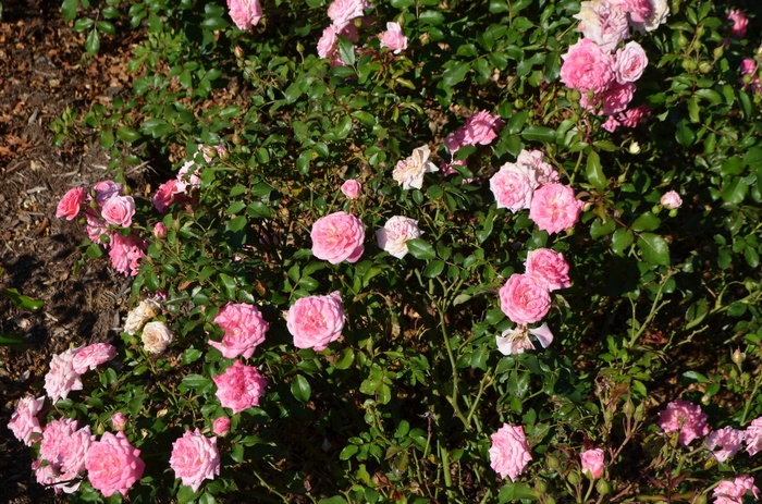 'Sweet Drift®' Rose - Rosa from Miller Landscaping Supply