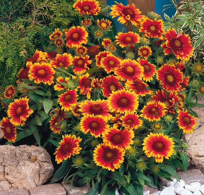 'Arizona Sun' Blanket Flower - Gaillardia from Miller Landscaping Supply
