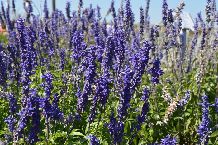 Sallyfun™ 'Blue' - Salvia farinacea (Mealycup Sage) from Miller Landscaping Supply