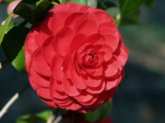 'Black Tie' - Camellia japonica from Miller Landscaping Supply