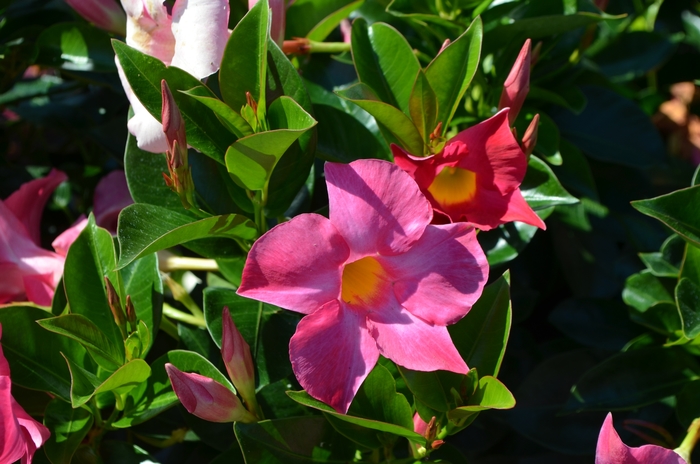 'Rio™ Pink' - Dipladenia COPY from Miller Landscaping Supply