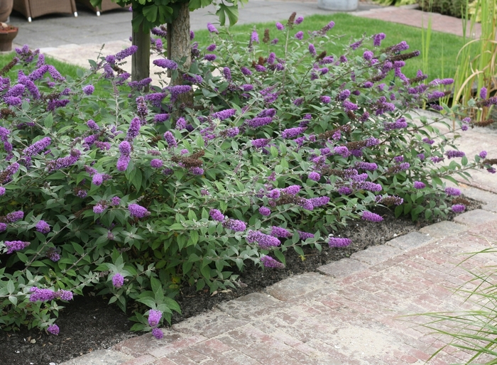 Lo and Behold® 'Blue Chip' - Buddleia (Butterfly Bush) from Miller Landscaping Supply