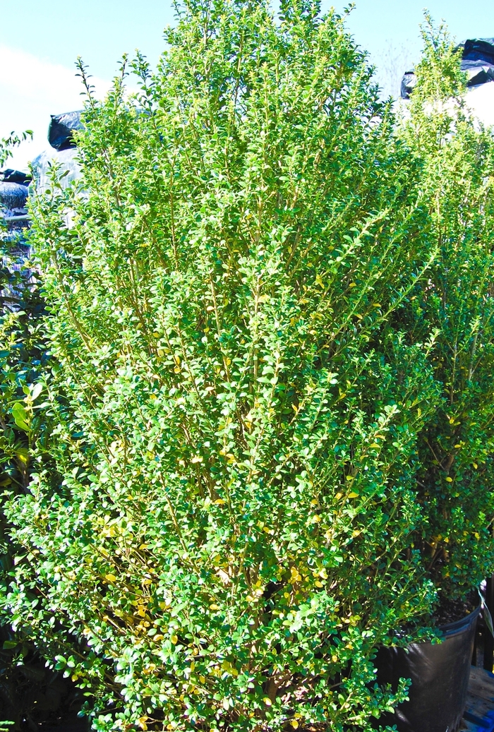 'Steeds' Japanese Holly - Ilex crenata from Miller Landscaping Supply