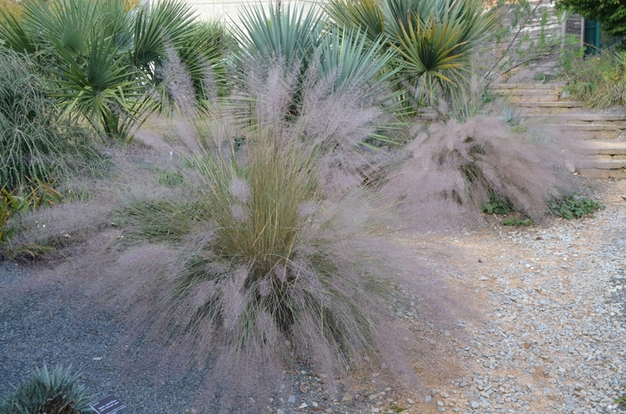 'Pink Flamengo' Pink Muhly Grass - Muhlenbergia from Miller Landscaping Supply