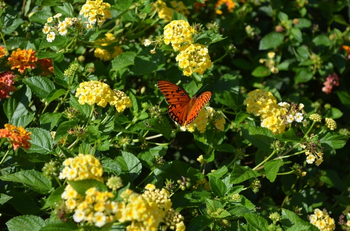 'Chapel Hill Yellow' - Lantana camara from Miller Landscaping Supply