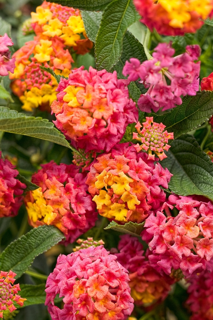 Luscious® 'Berry Blend™' - Lantana camara from Miller Landscaping Supply
