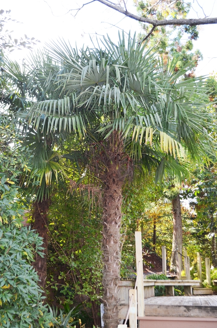 Windmill Palm - Trachycarpus fortunei from Miller Landscaping Supply