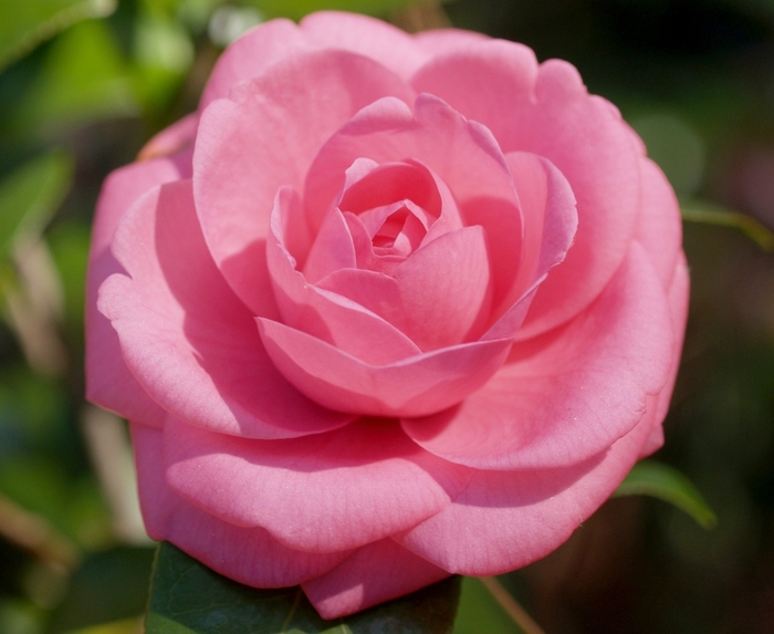 'Jerry Hill' Jerry Hill Camellia - Camellia japonica from Miller Landscaping Supply