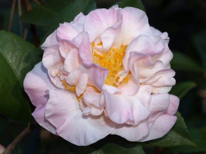 'High Fragrance' - Camellia from Miller Landscaping Supply