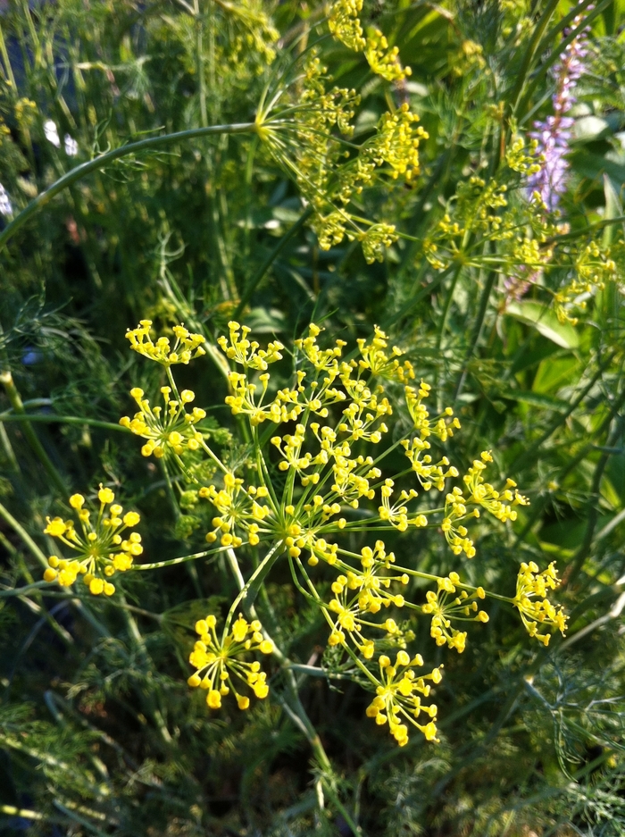 Dill - Anethum graveolens from Miller Landscaping Supply