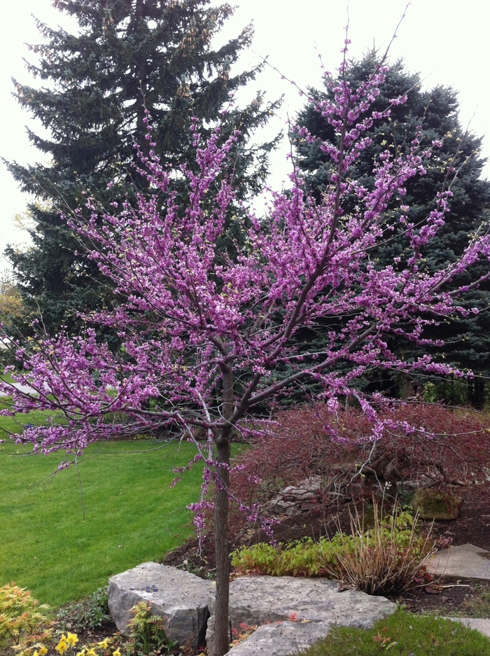 Eastern Redbud - Cercis canadensis from Miller Landscaping Supply