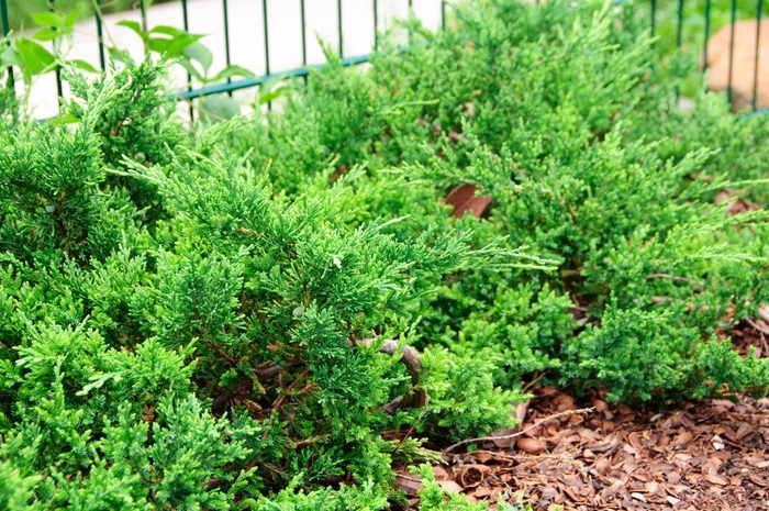 'Sargentii' Sargent's Juniper - Juniperus chinensis from Miller Landscaping Supply