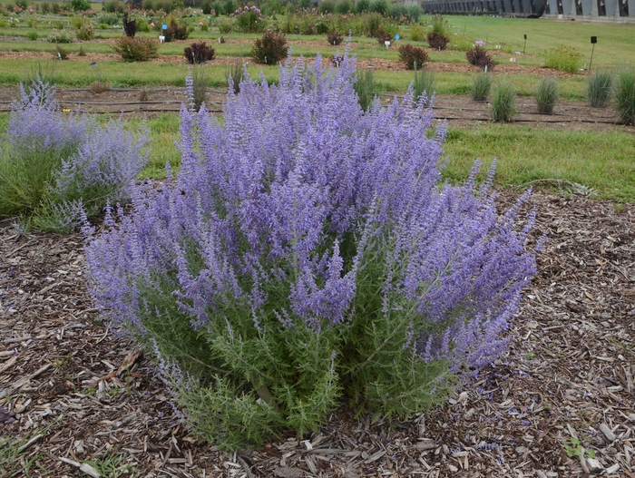 'Denim 'n Lace' Russian Sage - Perovskia atriplicifolia from Miller Landscaping Supply