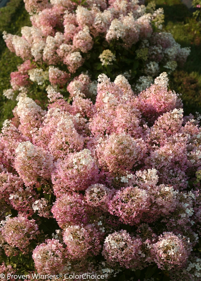 'Bobo®' Panicle Hydrangea - Hydrangea paniculata from Miller Landscaping Supply