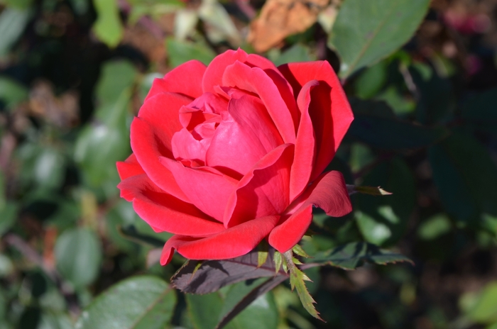 Knock Out® Double - Rosa (Shrub Rose) from Miller Landscaping Supply