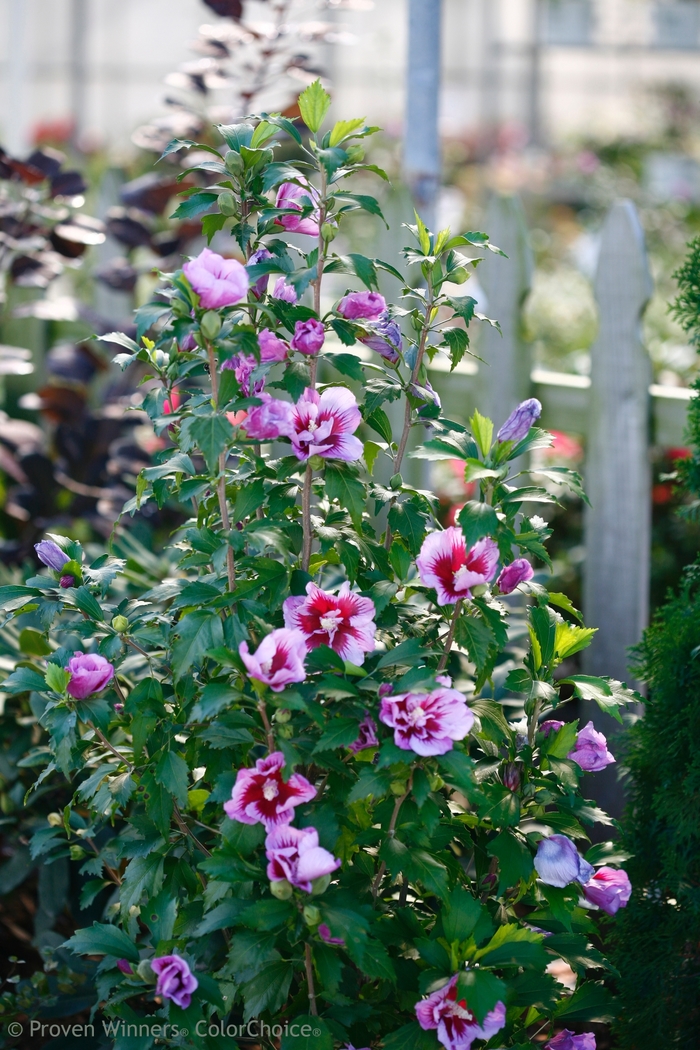 'Purple Pillar®' Rose of Sharon - Hibiscus syriacus from Miller Landscaping Supply