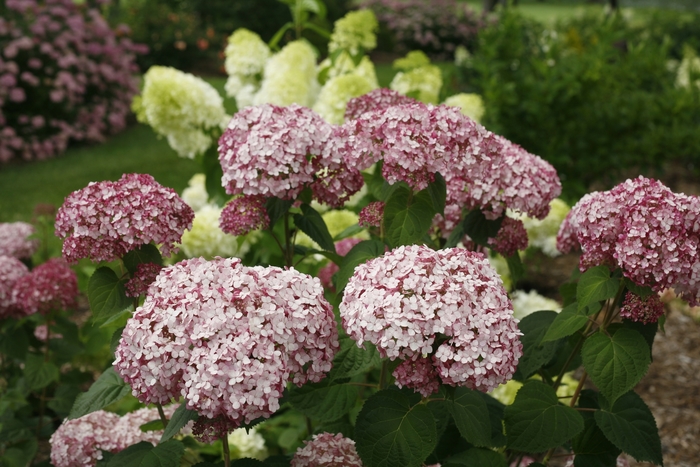 Incrediball® 'Blush' - Hydrangea arborescens (Smooth Hydrangea) from Miller Landscaping Supply