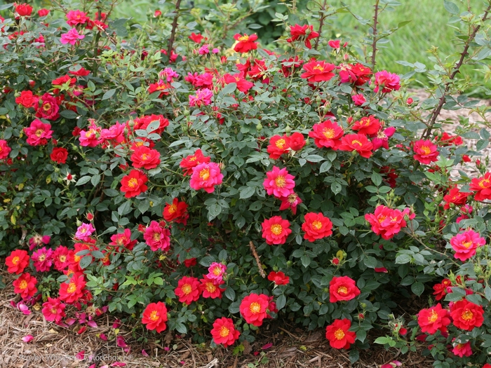 Oso Easy® 'Urban Legend®' - Rosa (Rose) from Miller Landscaping Supply