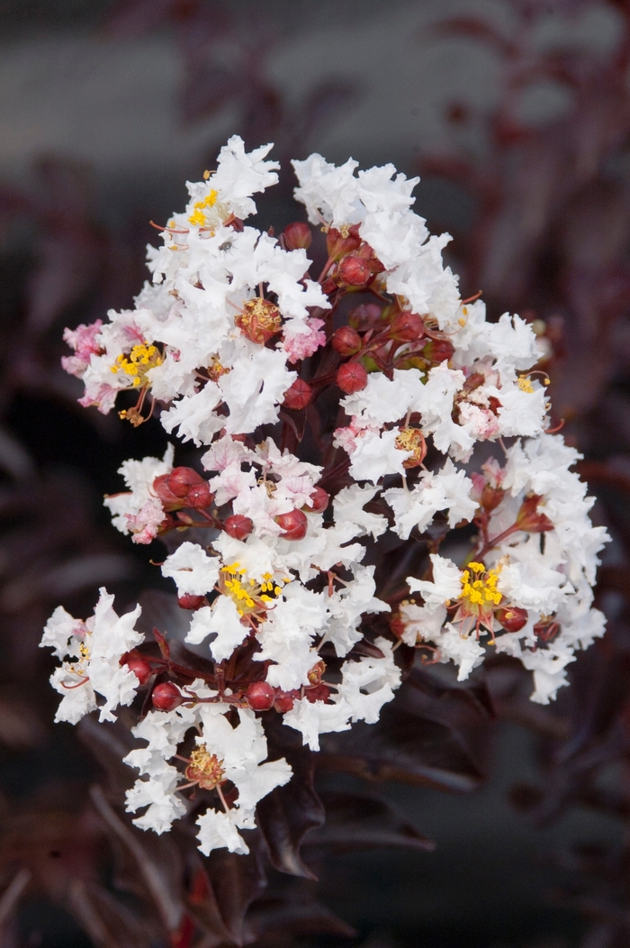 'Moonlight Magic™' Crapemyrtle - Lagerstroemia from Miller Landscaping Supply