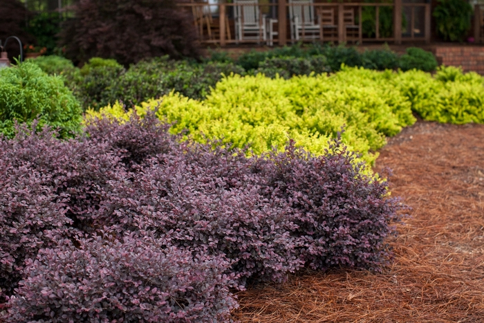 'Crimson Fire™' Chinese Fringe-flower - Loropetalum chinense var. rubrum from Miller Landscaping Supply