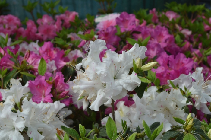 Encore® 'Autumn Lily®' - Rhododendron (Azalea) from Miller Landscaping Supply