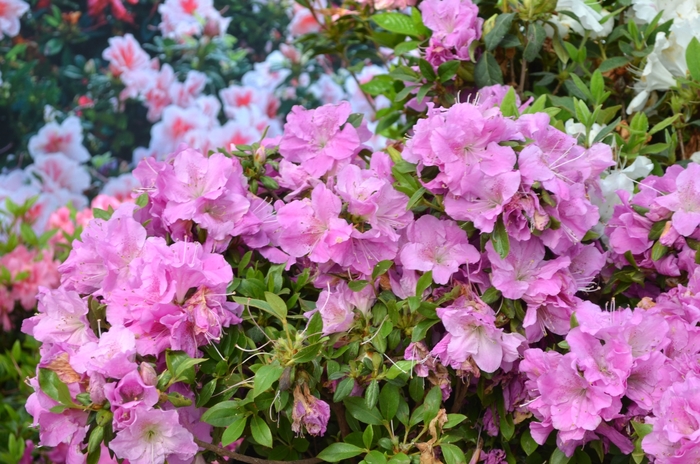 Encore® 'Autumn Lilac®' - Rhododendron (Azalea) from Miller Landscaping Supply