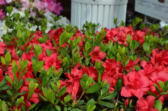 Encore® 'Autumn Bonfire®' - Rhododendron (Azalea) from Miller Landscaping Supply