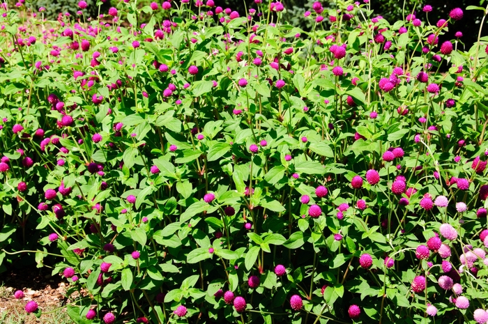 'Ping Pong Purple' - Gomphrena globosa from Miller Landscaping Supply