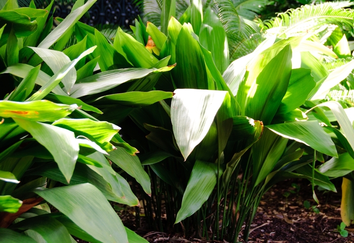 Cast Iron Plant - Aspidistra elatior from Miller Landscaping Supply